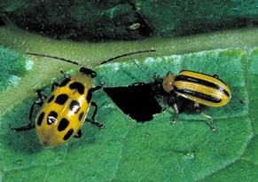 Cucumber Beetle