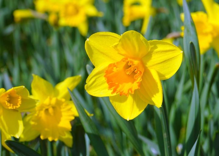 Daffodils