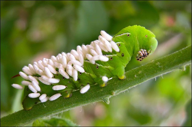 Damage Caused by Tomato Hornworms