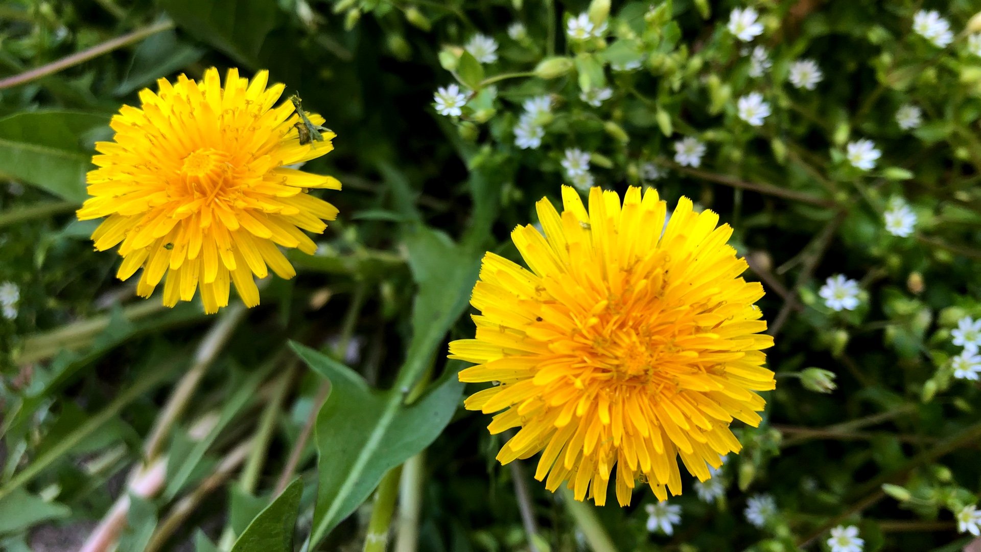 Dandelion