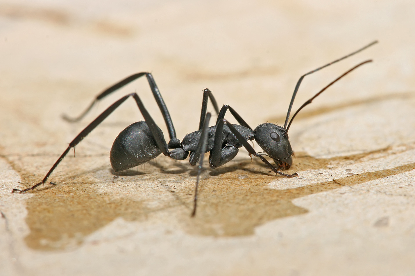 Details about Carpenter Ants
