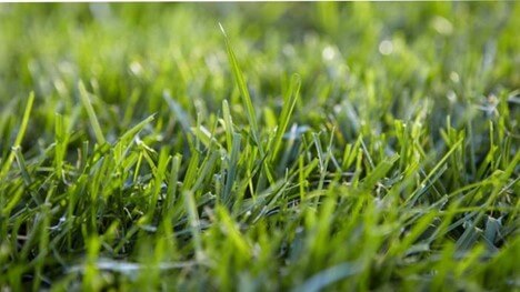 Different Types of Grass Seeds