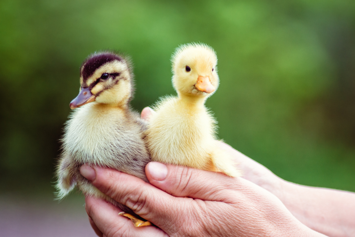 Ducks as Pets