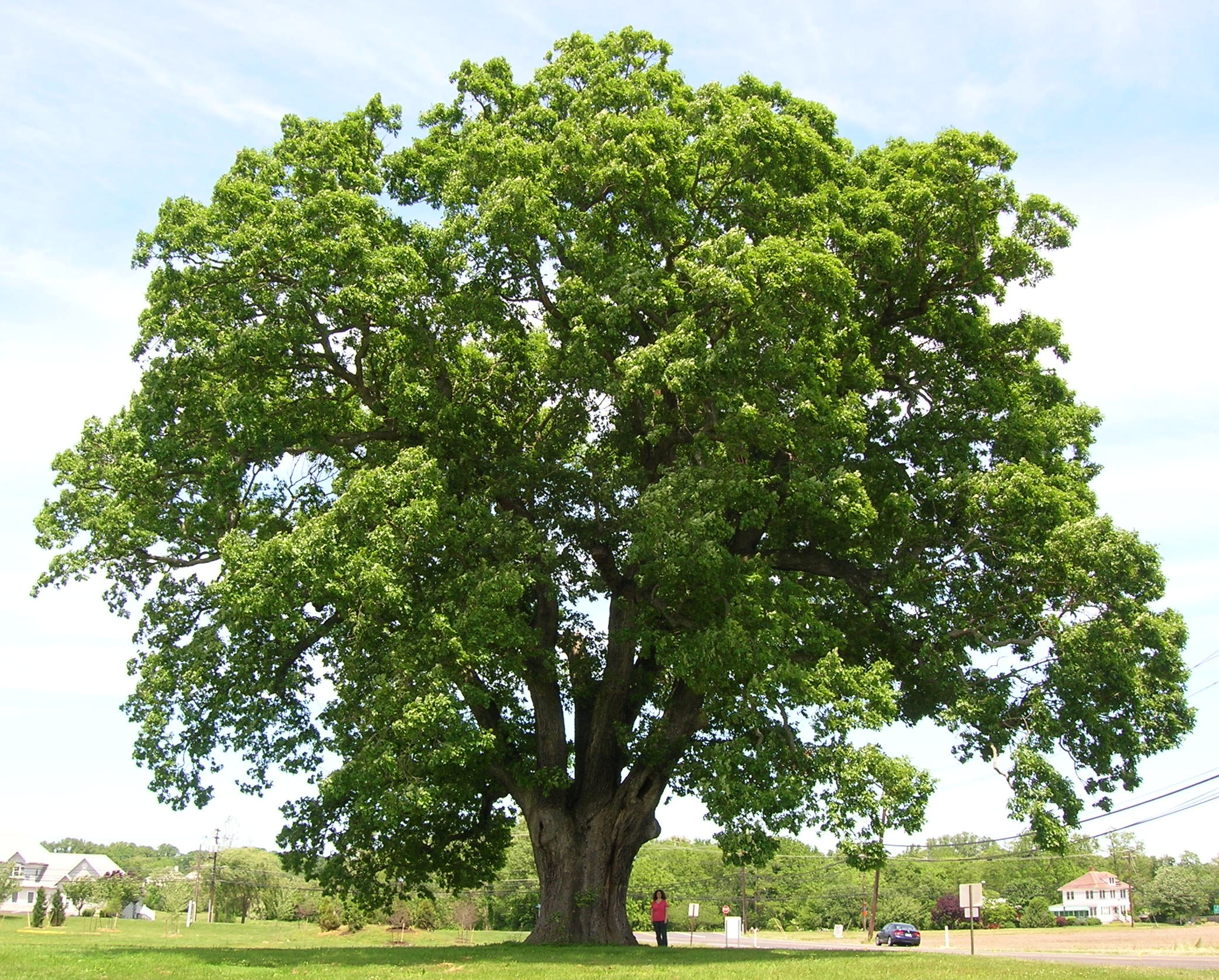 Eastern White Oak Trees