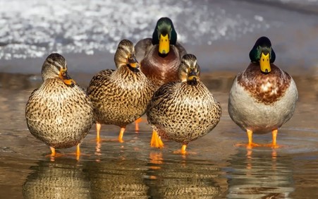 Effective Ways to Keep Ducks Out of Your Pool