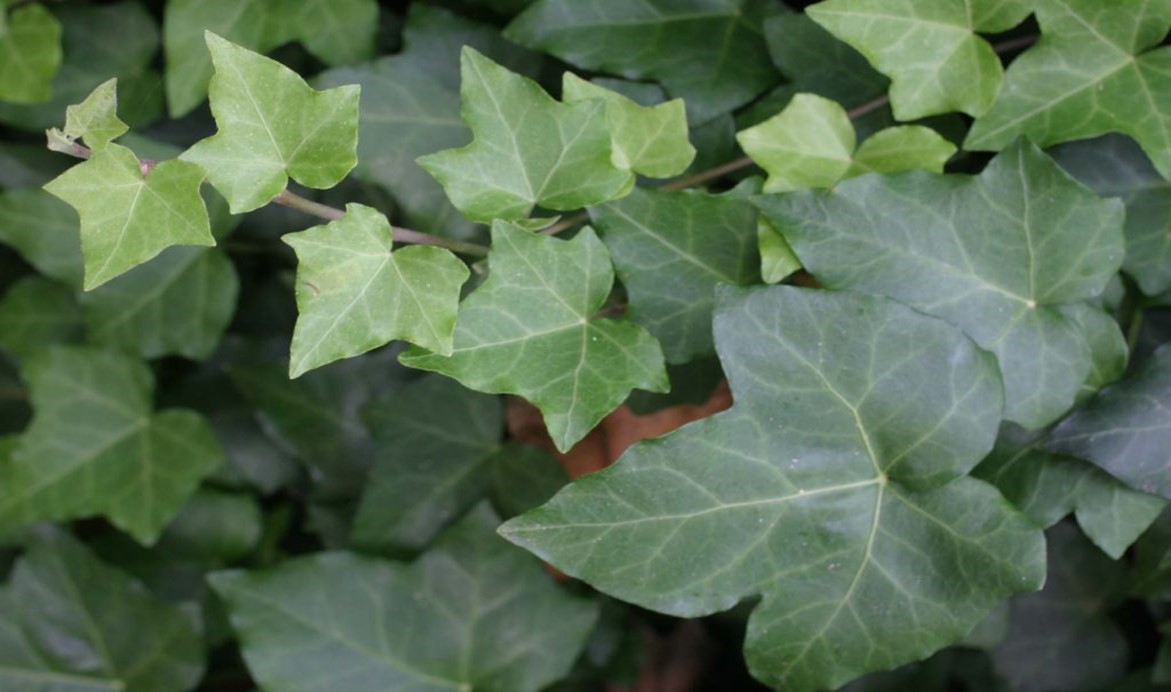 English Outdoor Ivy Plants