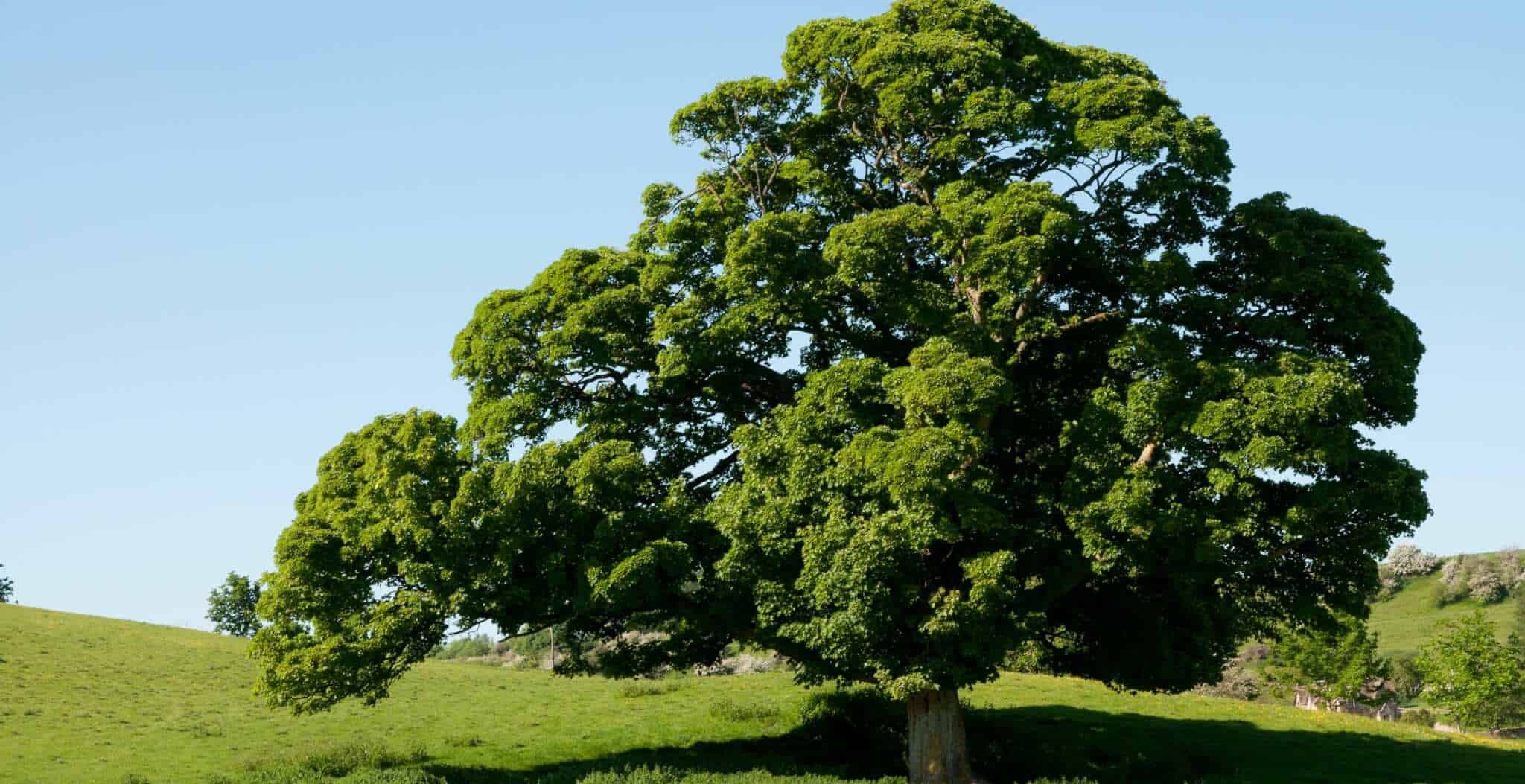 English Oak Trees