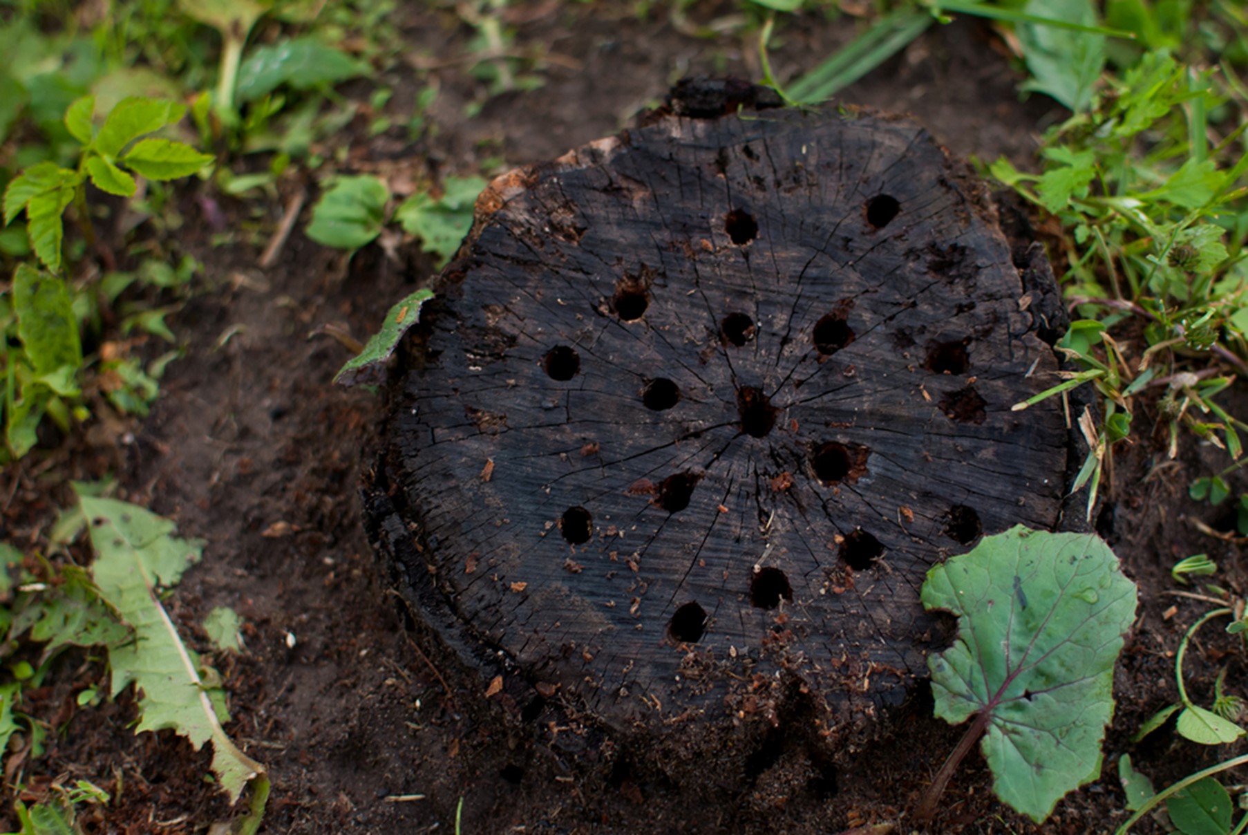 how to stop tree stumps from sprouting: Burining method