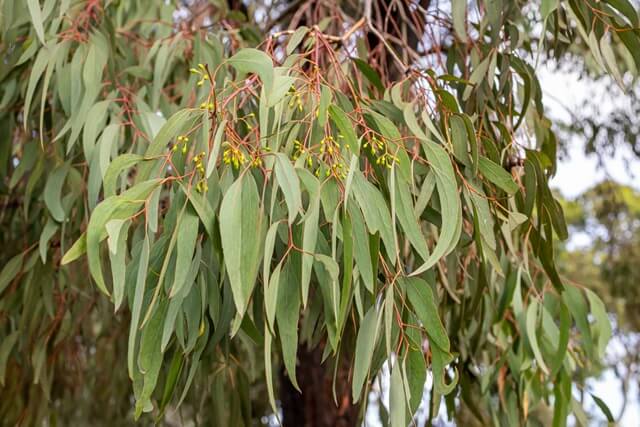 Eucalyptus Trees