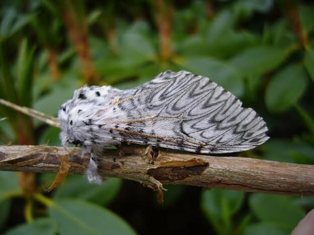 European Puss Moth Caterpillar