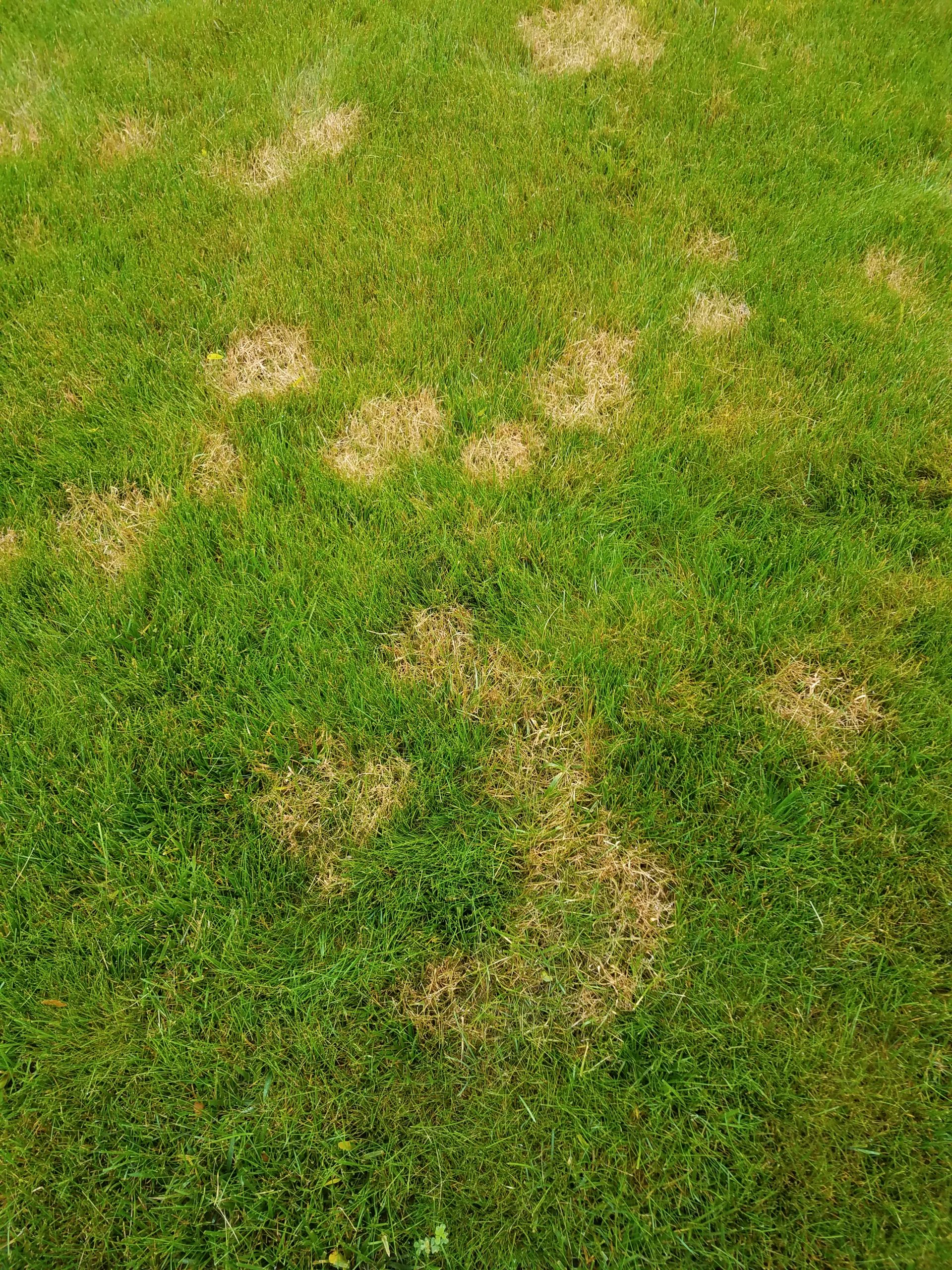 Excess of Fungi Can Cause A Change of Grass Color