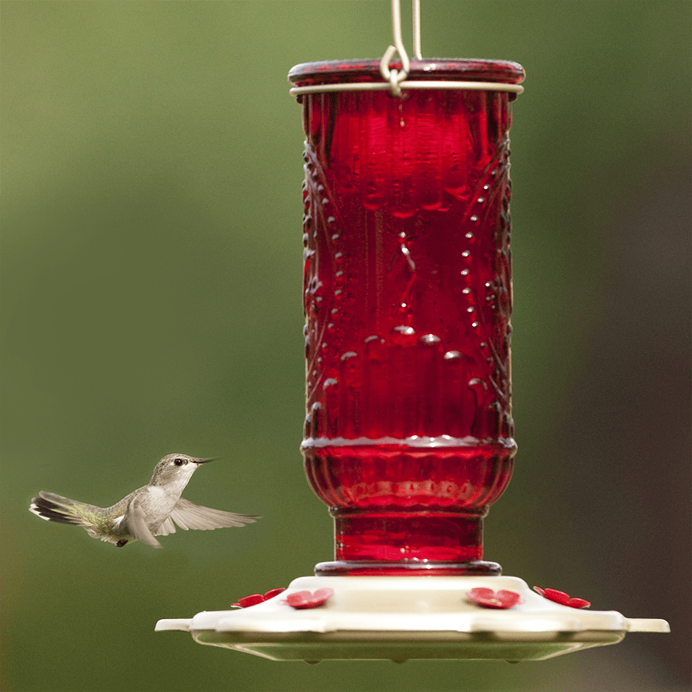 Factors Determining the Placement of Hummingbird Feeder