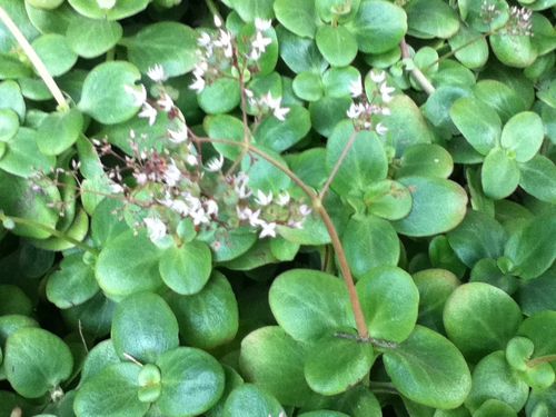 Fairy Crassula