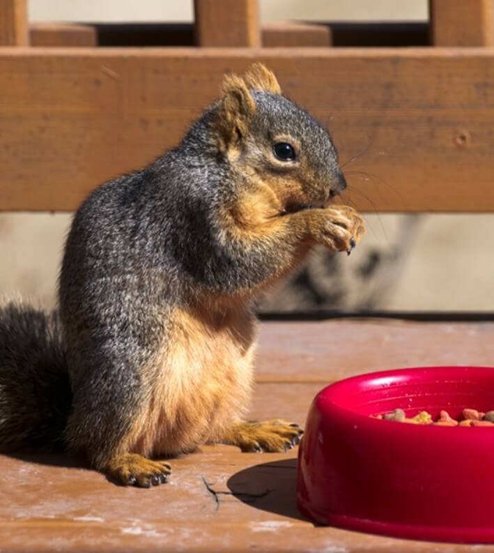 Feeding During Winter