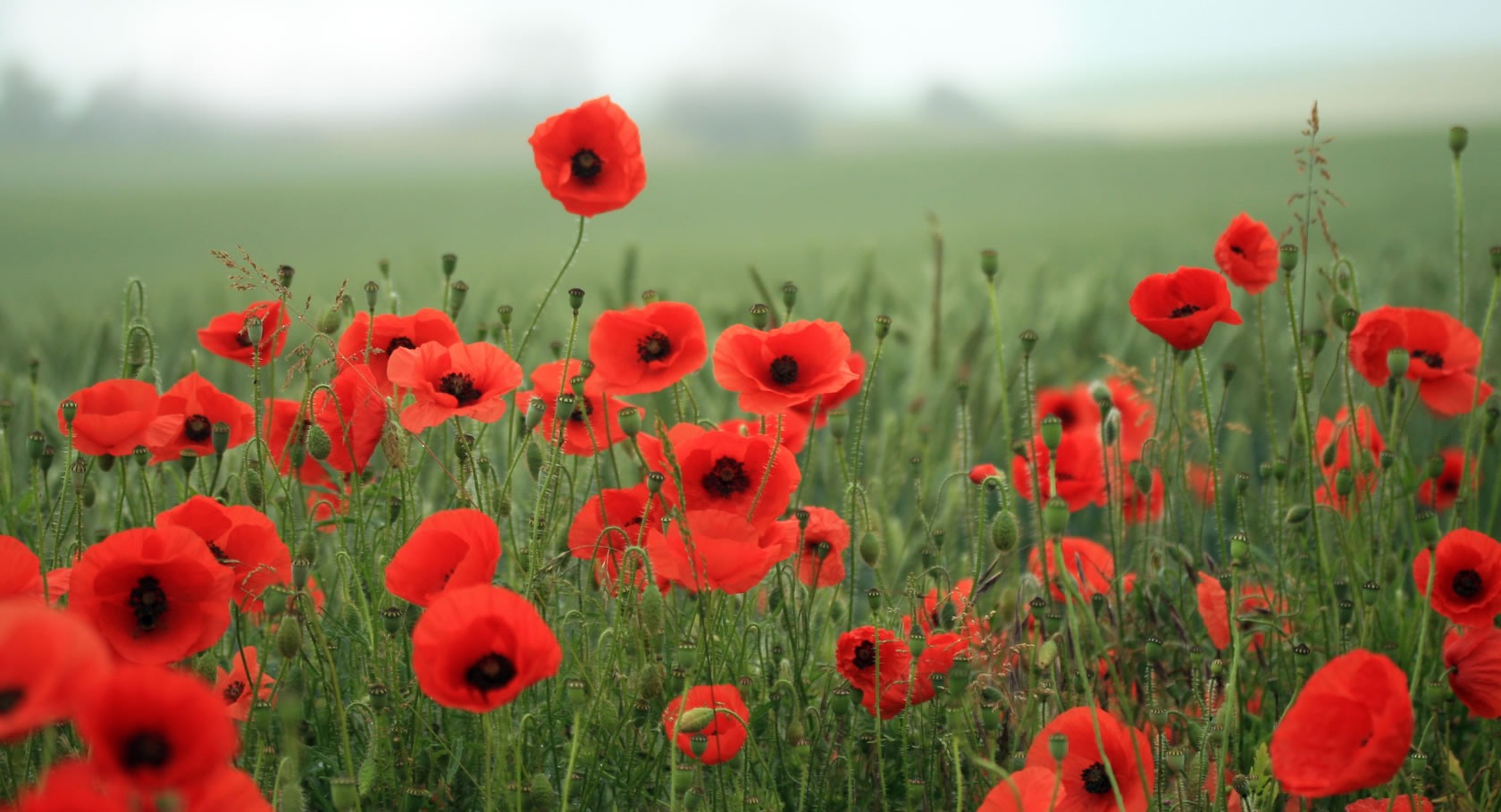 Field Poppy