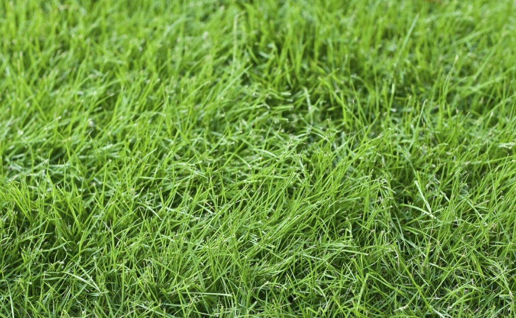 How Long Does It Take Grass Seeds to Grow The Complete Guide