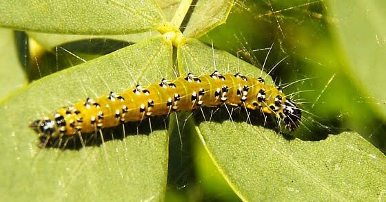 Genista Broom Moth Caterpillar