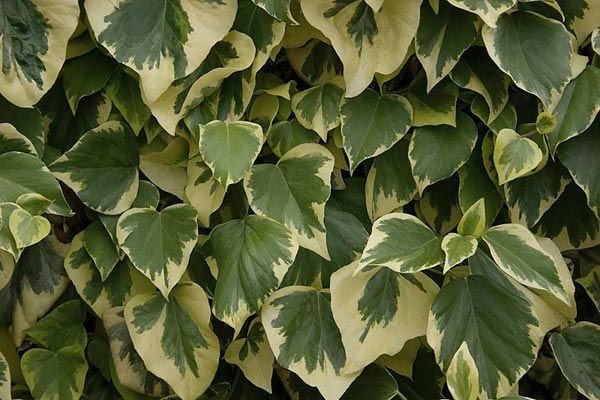Gloire de Marengo Outdoor Ivy Plants