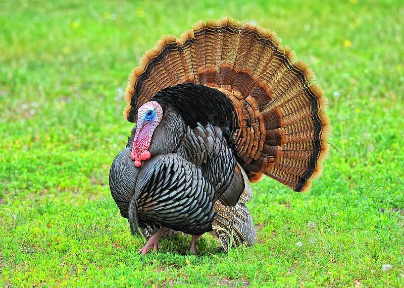 Turkey Hunting: How to Differentiate between Jake and Long Beard ...