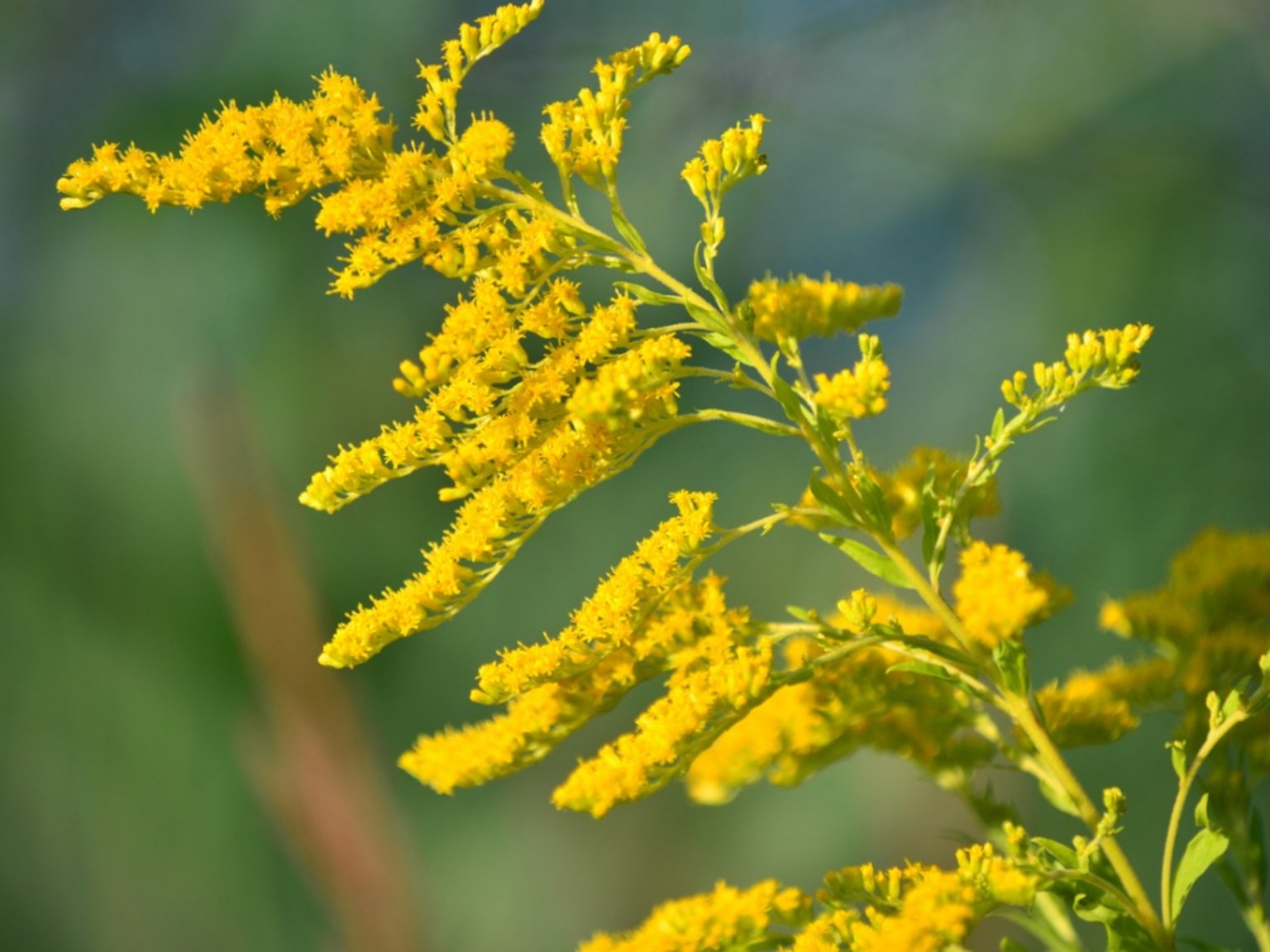 14 Yellow Flowering Herbs The Most Beautiful Herbs with Yellow Flowers