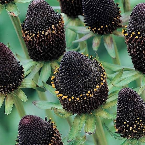 'Green Wizard' Coneflower