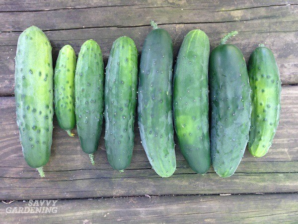 Growing Armenian Cucumbers – Complete Guide