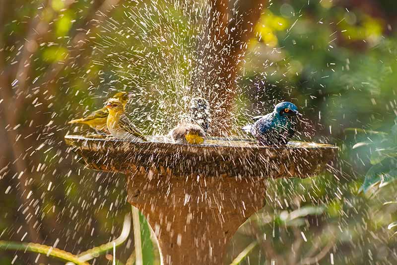 Hanging Your Feeder in the Fountain