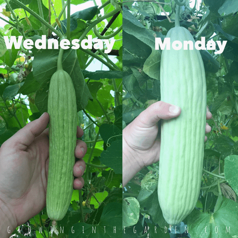 Harvest of The Cucumbers in Your Garden