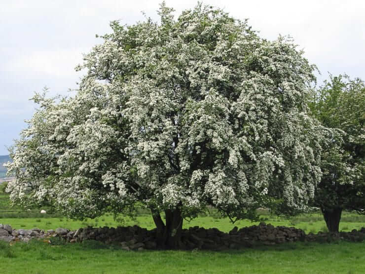 Hawthorn Trees