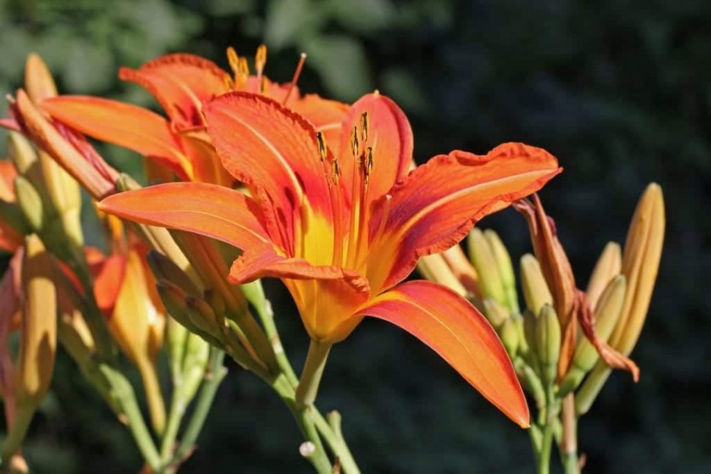 Types of Orange Flowers: Stunning Orange Flowering Plants - EatHappyProject