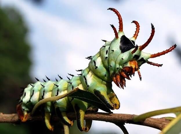 Hickory Horned Devil Moth Caterpillar