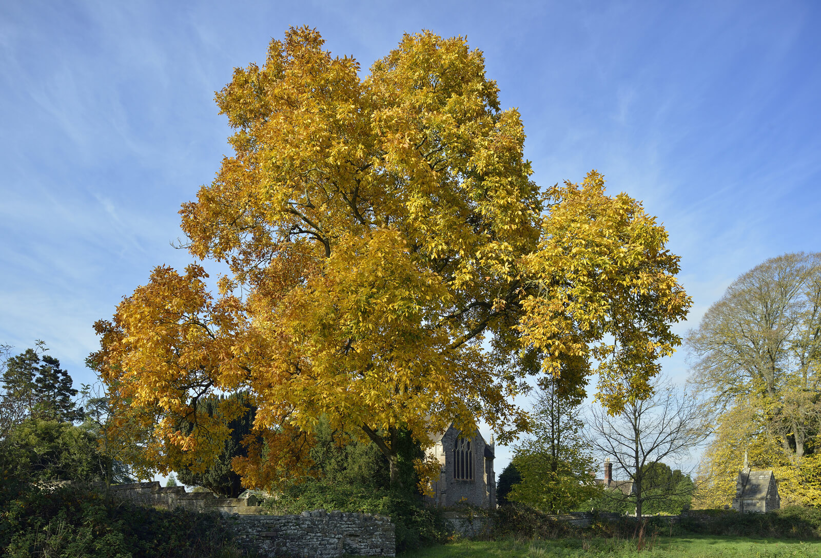 Hickory Trees