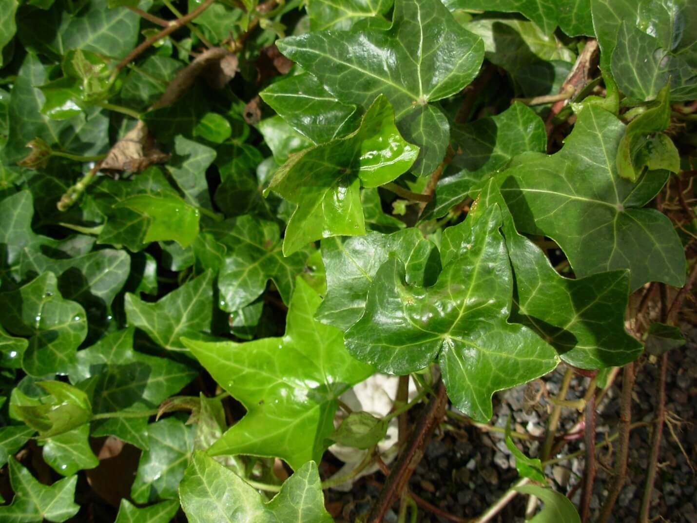 15 Types of Ivy Plants Guide for Perfect Outdoor and Indoor Setting