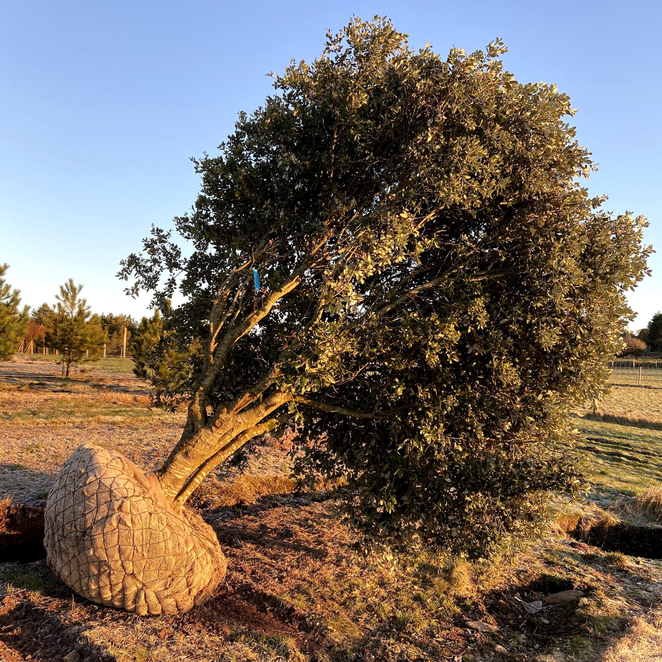 Holm Oak Tree