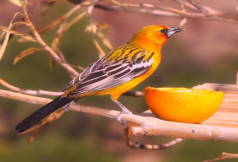 How To Attract Orioles This Spring