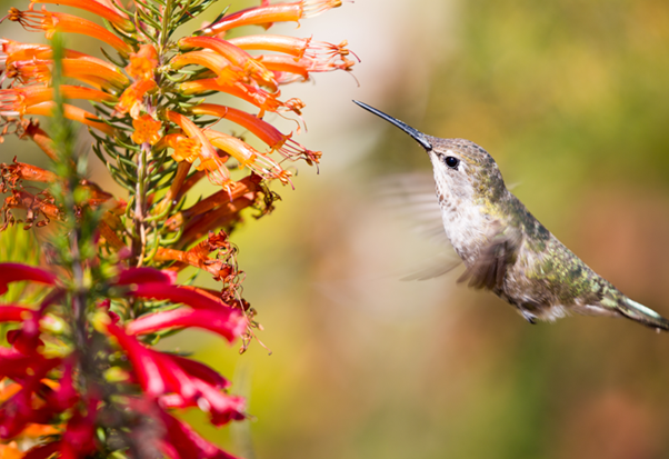 How a Mother Hummingbird Cares for her Babies