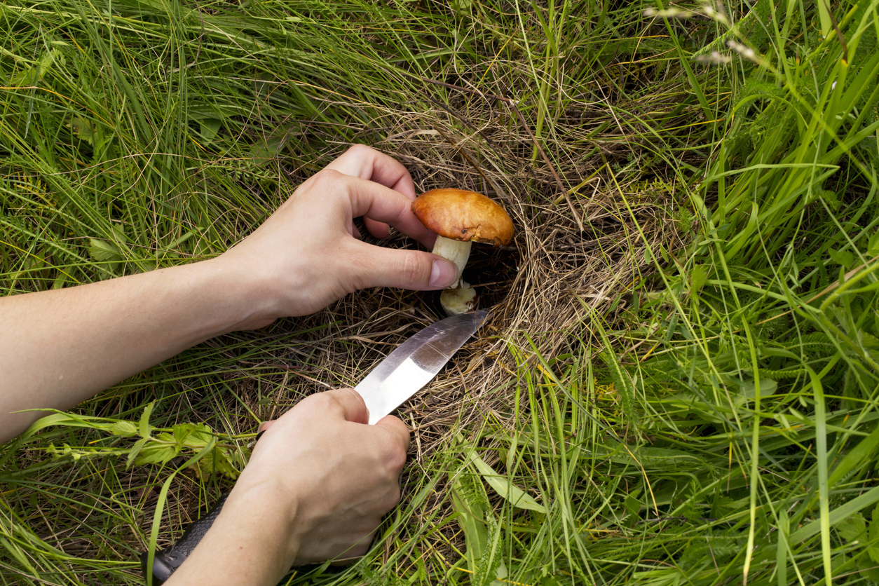 the edible mushrooms