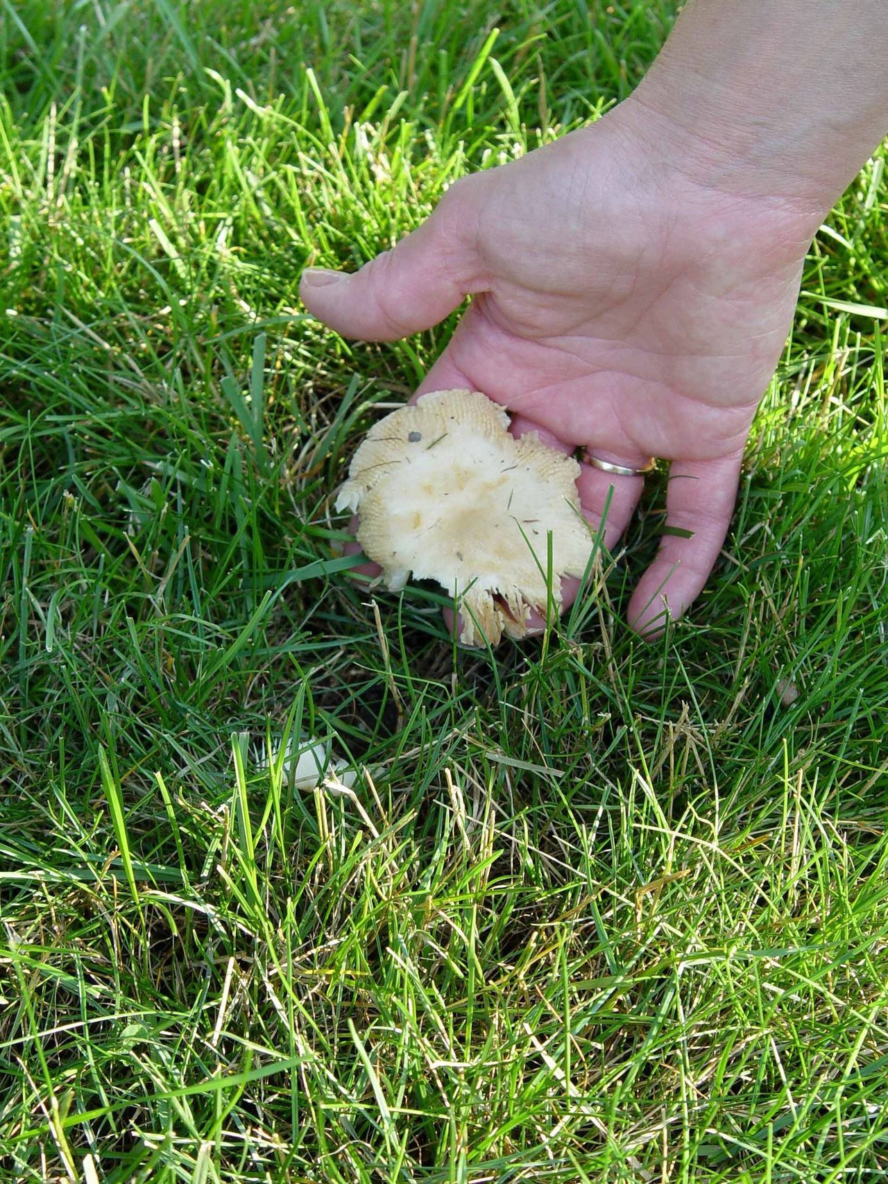 How to Get Rid of Mushrooms in Your Yard