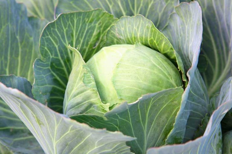 How to Grow Cabbage 9 Tips for Growing Cabbage