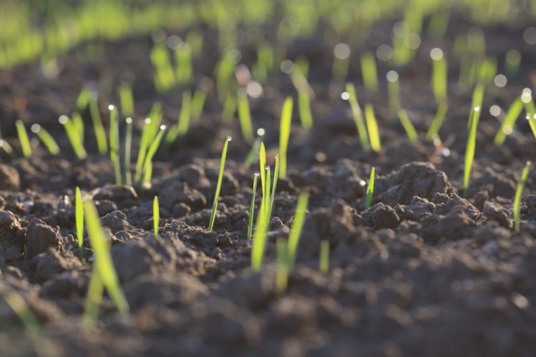How to Plant Grass Seed on Hard Dirt