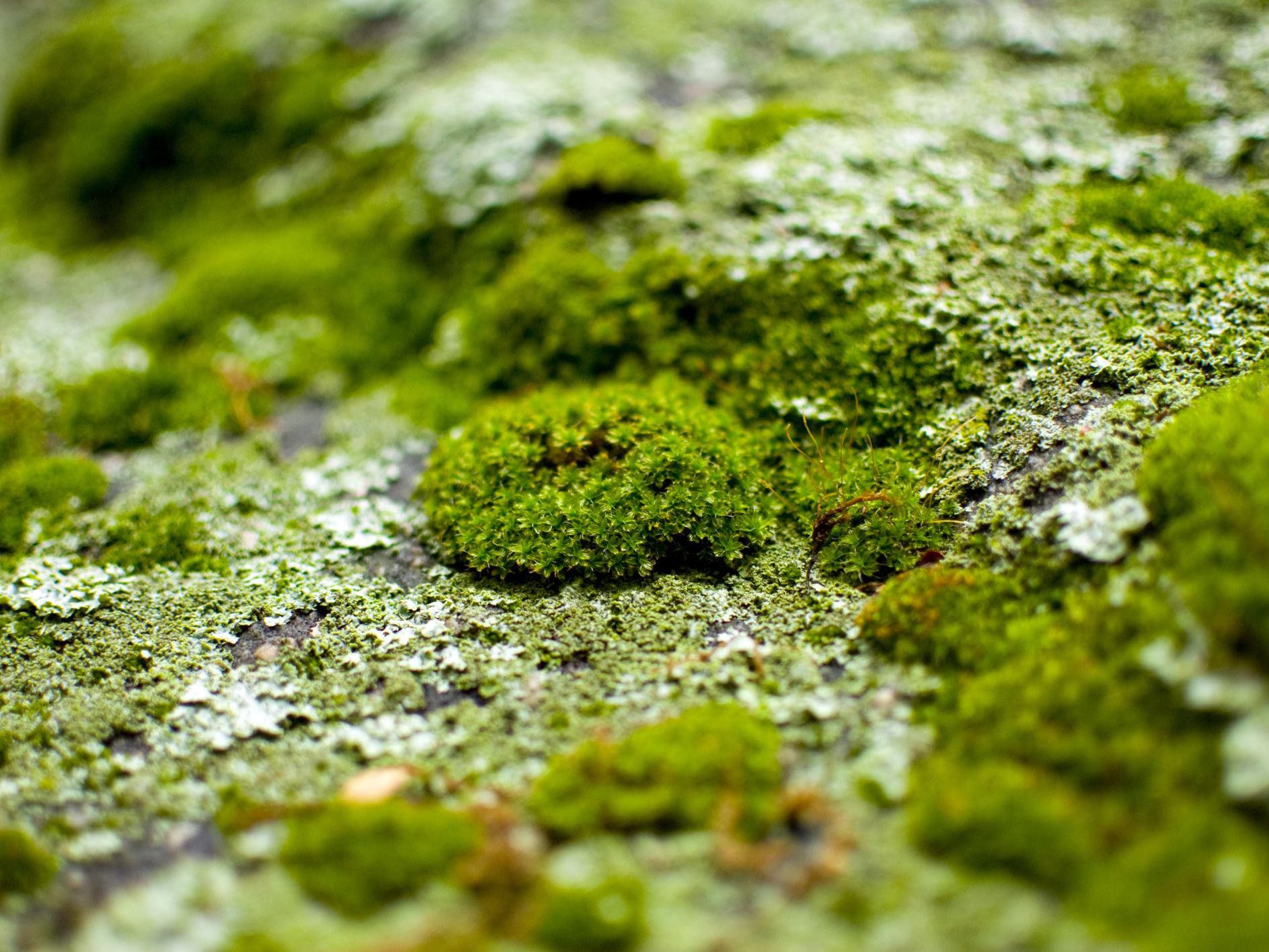 How to Prevent the Growth of Moss