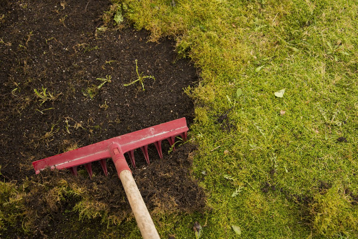 How to Remove Moss from the Lawn?