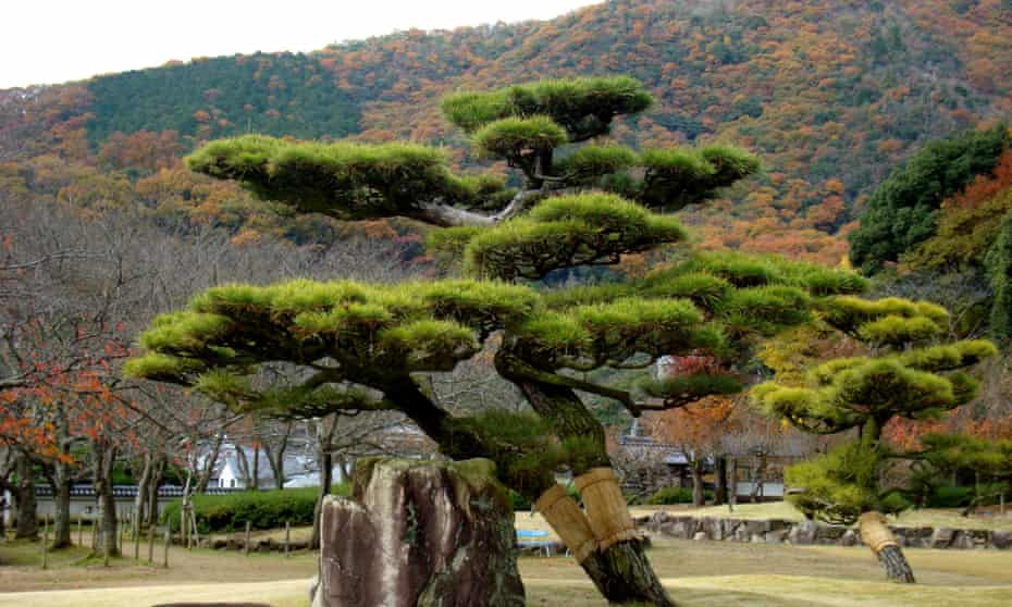 Japanese Black Pine