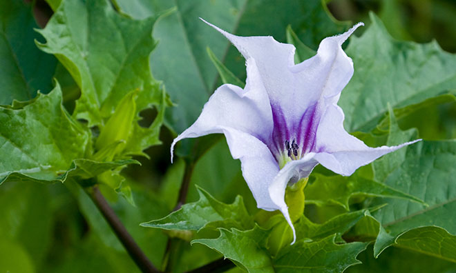 Jimson Weed