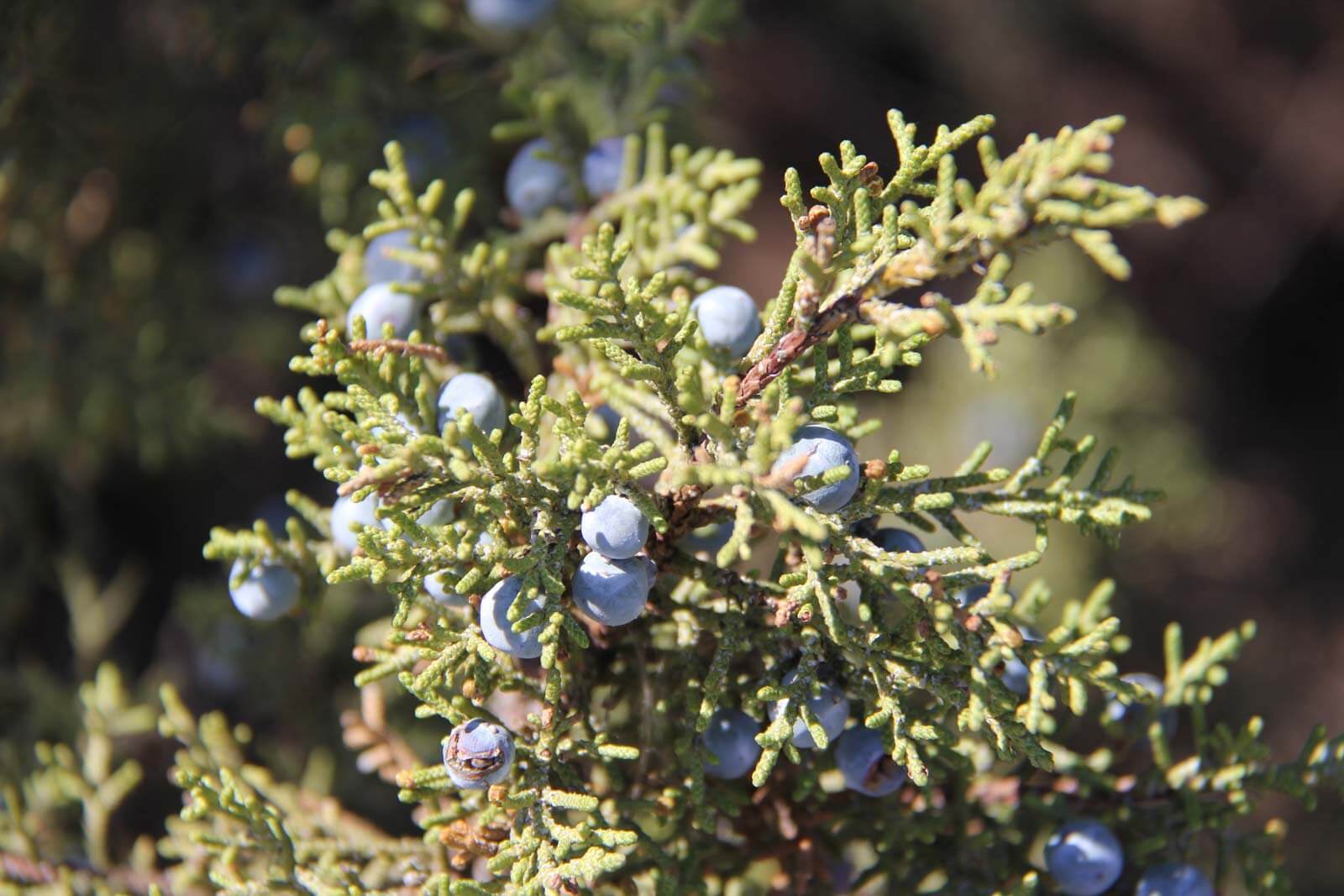 Juniper Trees