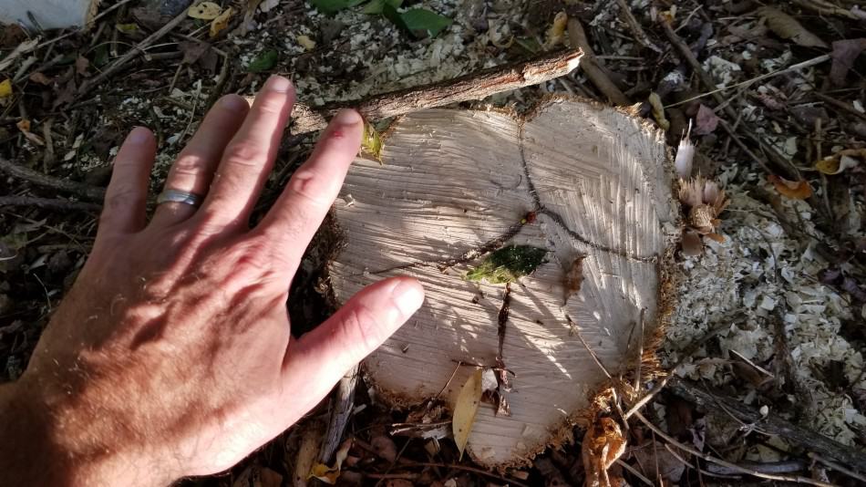 how to stop tree stumps from sprouting: Lack of sunlight