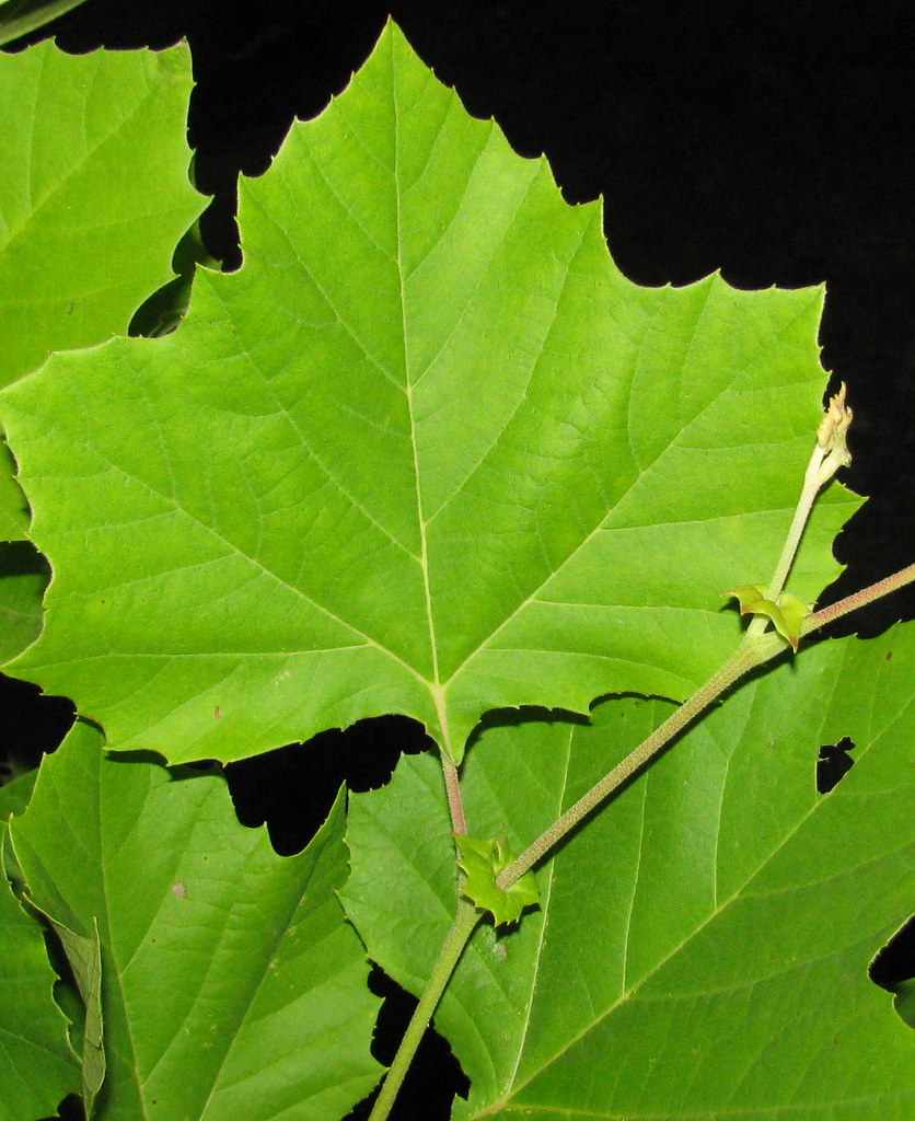 Everything You Should Know About Sycamore Trees EatHappyProject