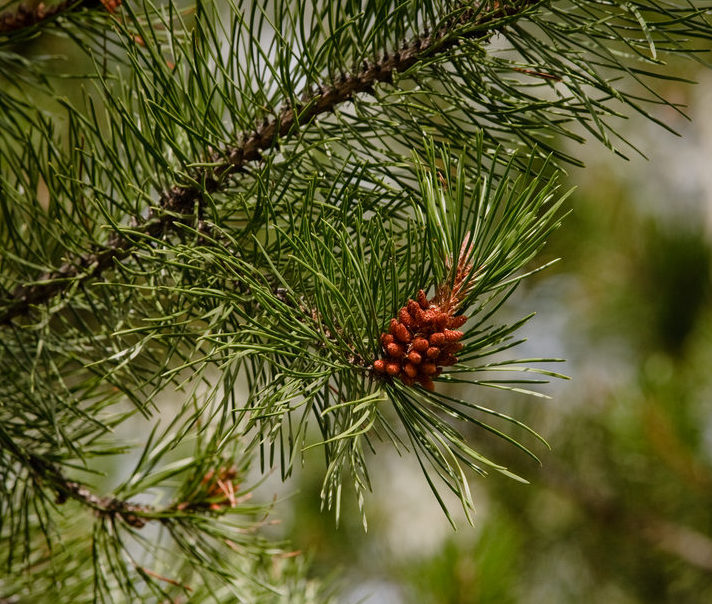 Lodgepole Pine