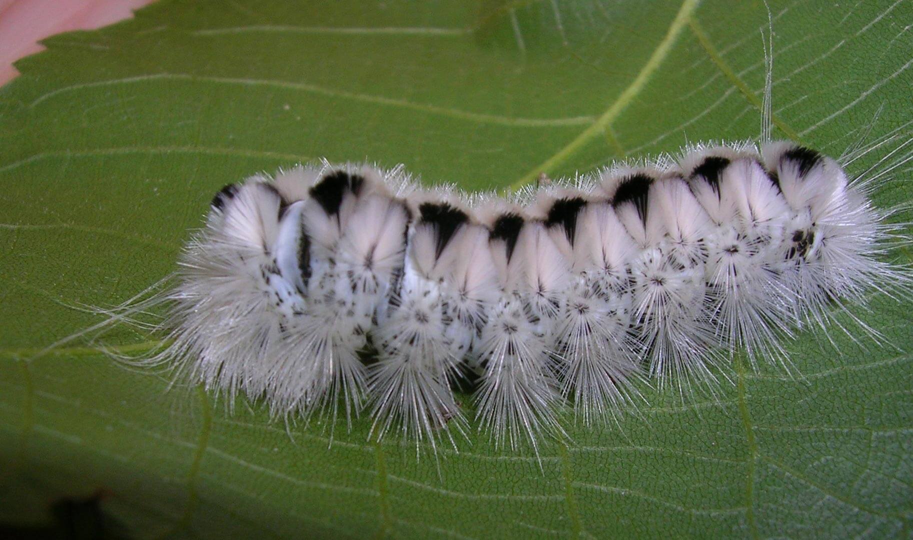 Hickory Tussock Caterpillar