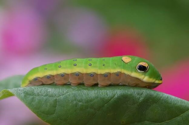 Luna Moth Caterpillar
